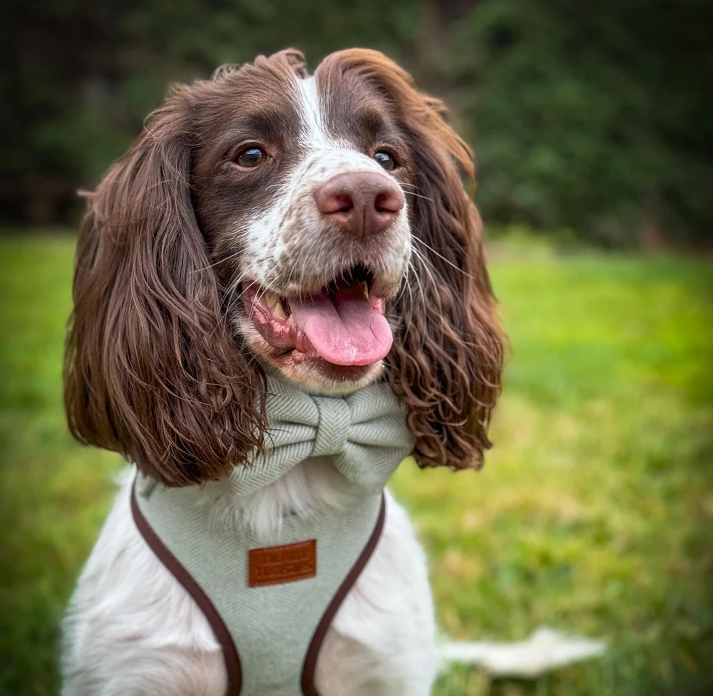 Brown and white spaniel wearing a green tweed harness and bow tie