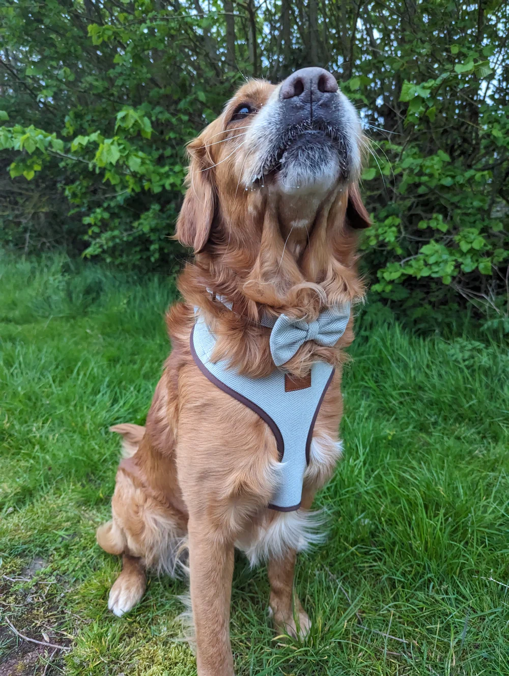 Golden dog wearing a green tweed harness, bandana and bow tie