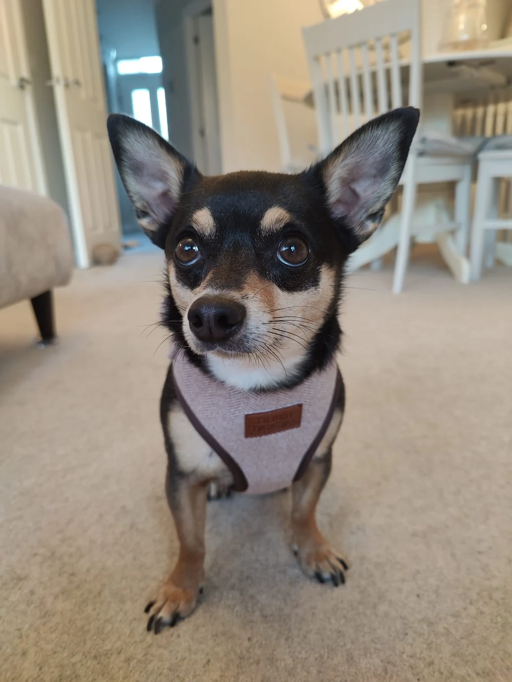 Small black and tan dog wearing a brown tweed harness