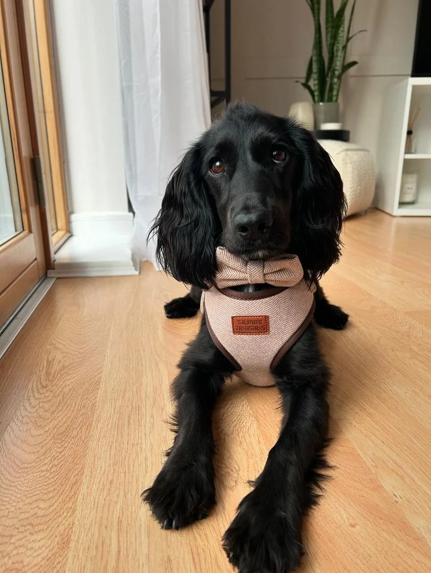 Black spaniel puppy wearing a brown tweed harness and bow tie