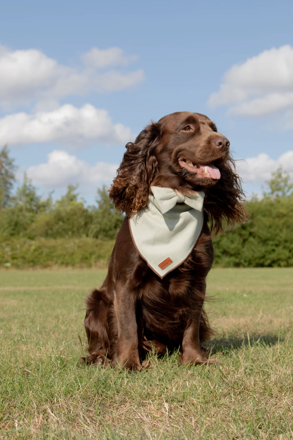 Chocolate spaniel wearing a green tweed bandana and bow tie