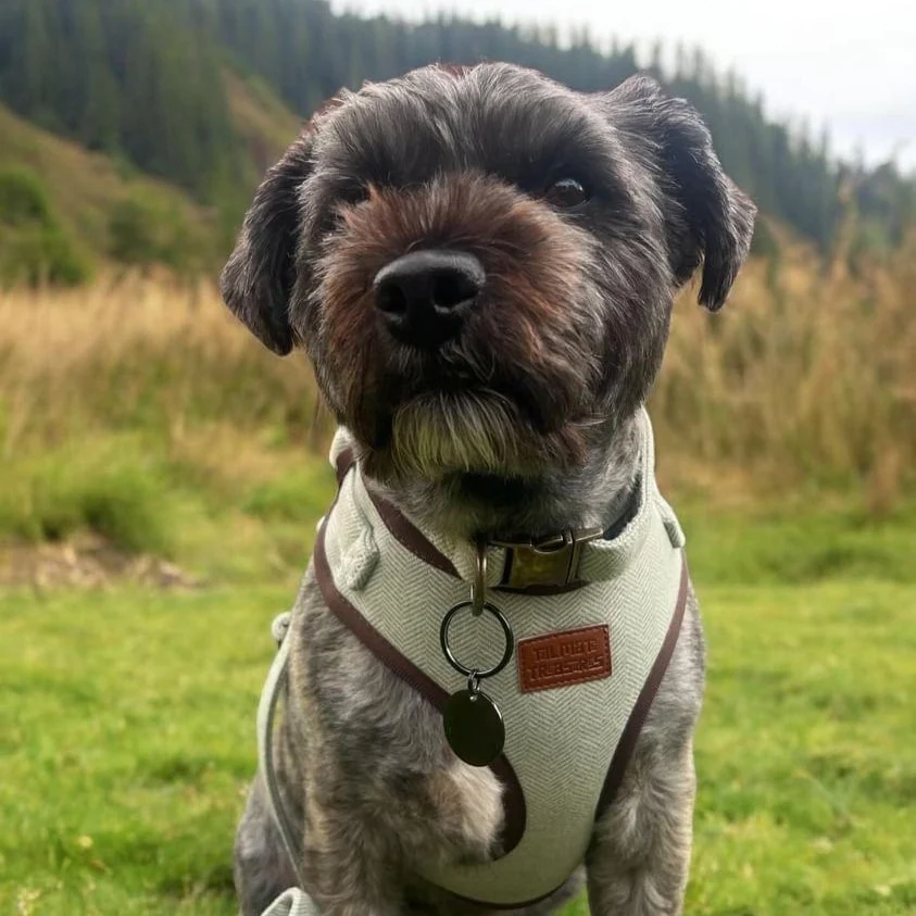 Shaggy dog outdoors wearing a green tweed harness