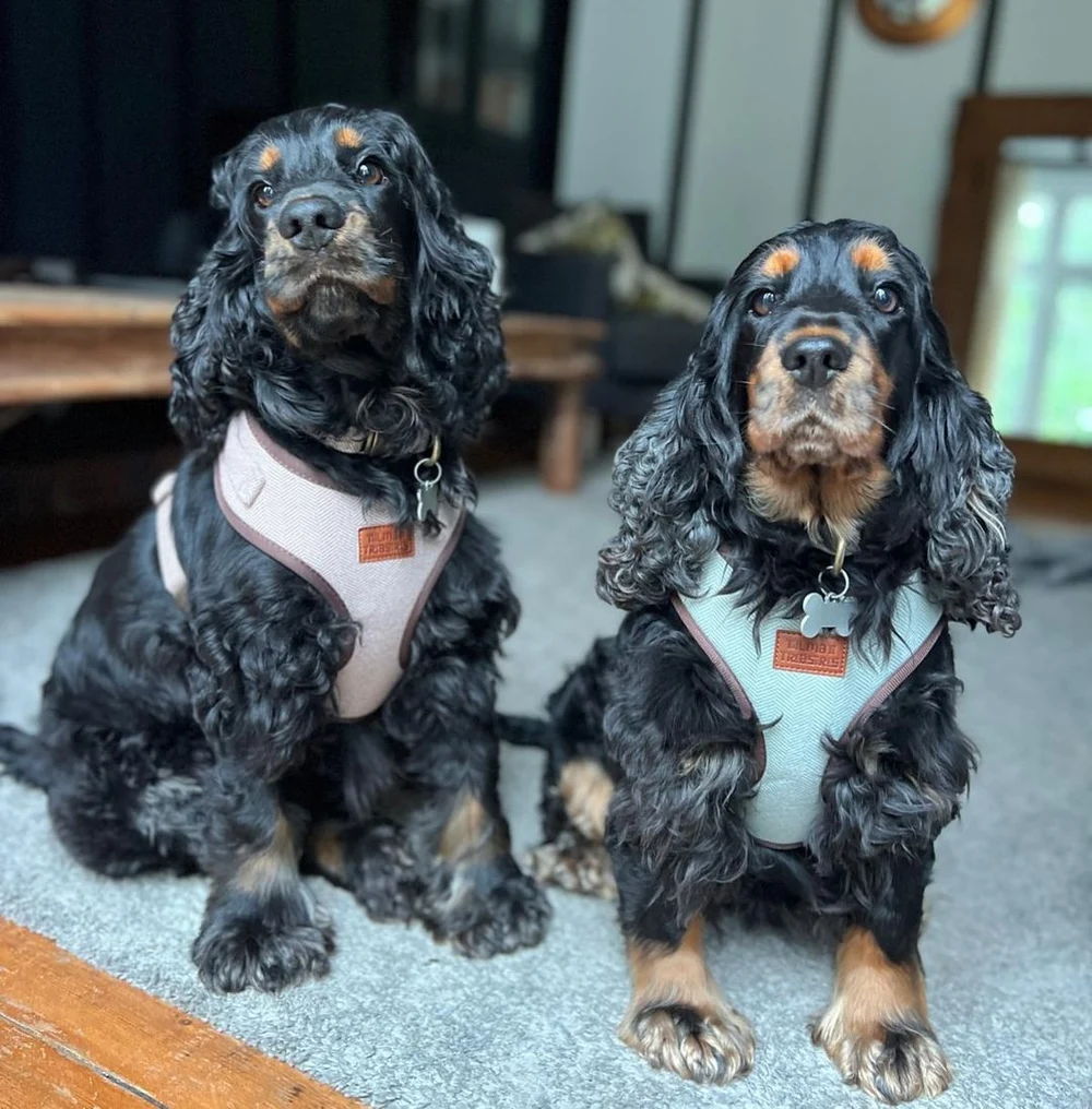 Two spaniels together, wearing brown and green tweed harnesses