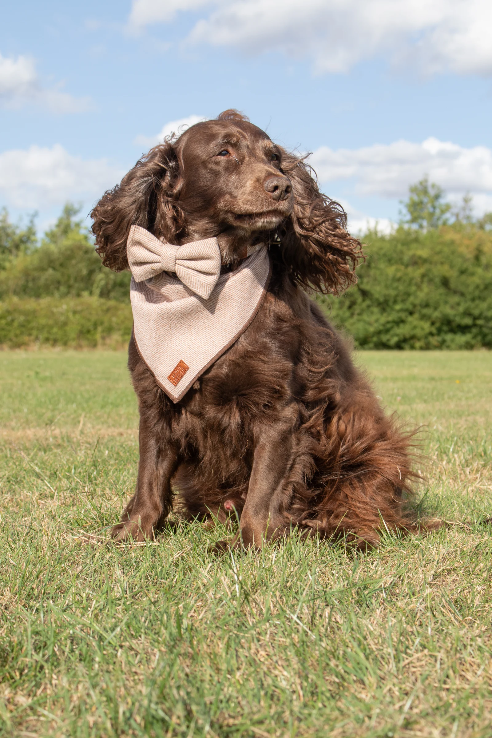 Chocolate spaniel wearing a brown tweed bandana and matching bow tie in the countryside